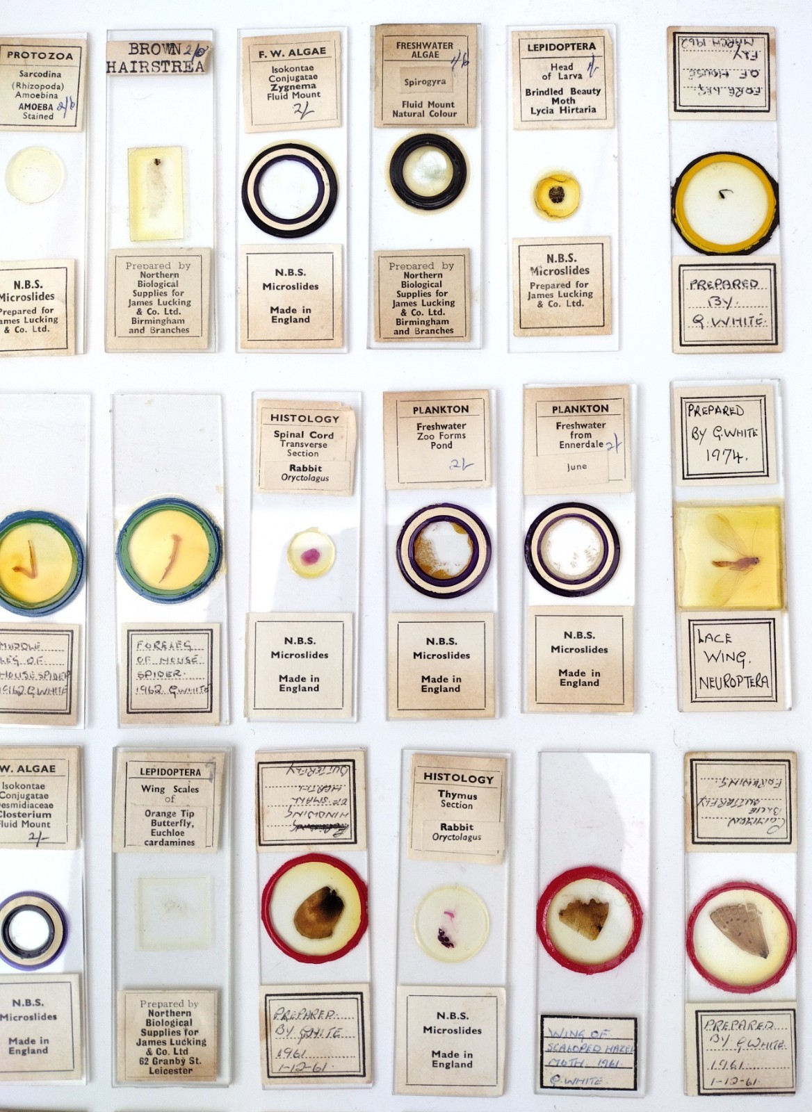 Microscope slides: petrology, histology, entomology etc