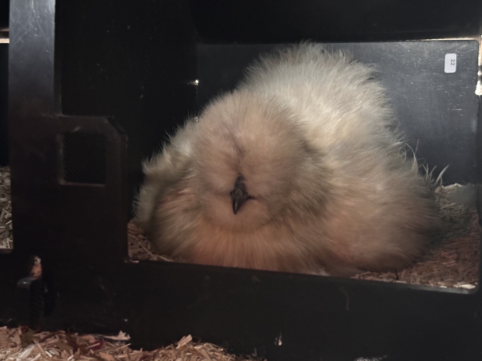 Silkie Hatching Eggs- breeder/show quality