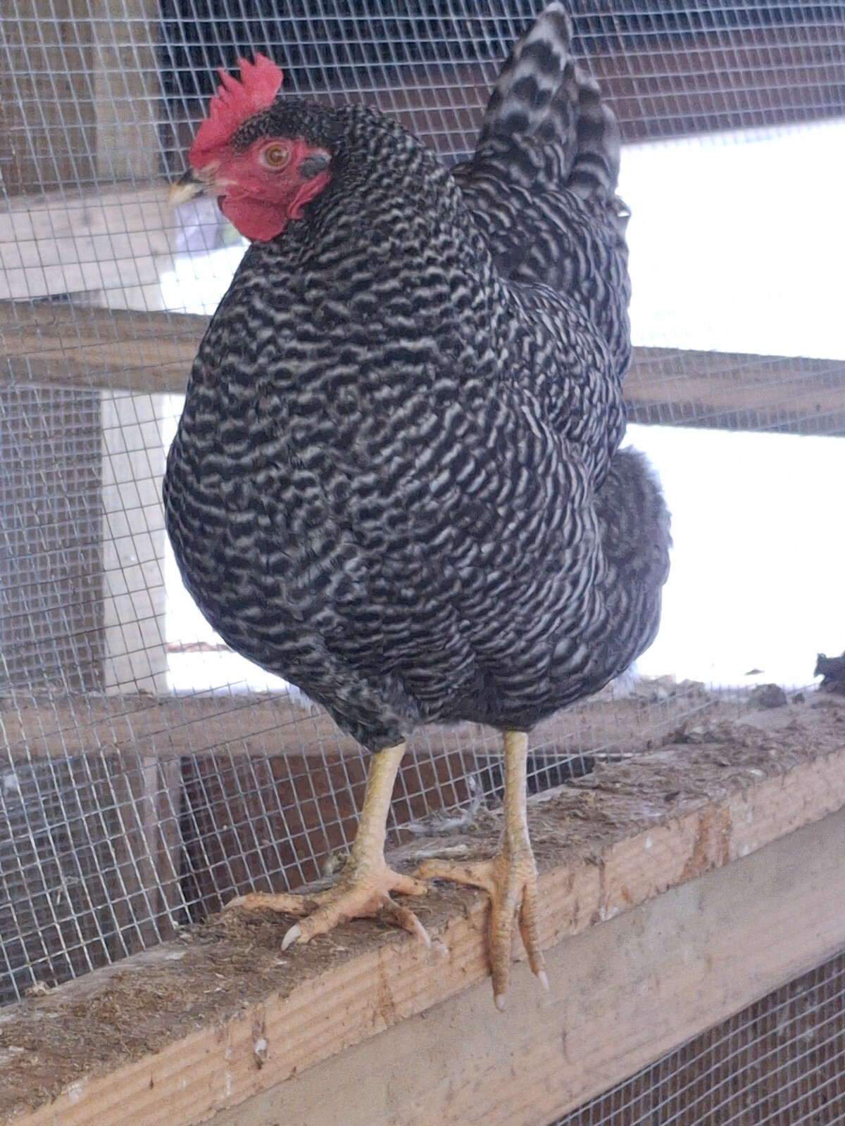 Free Shipping 12 Barred Rock Chicken Fertile Hatching Eggs NPIP/AI clean