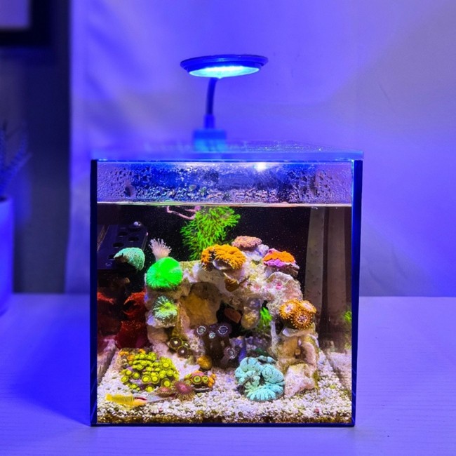 (OPEN BOX) Glass Small-In-One 1 Gallon Desktop Aquarium (Saltwater) - PNW Custo