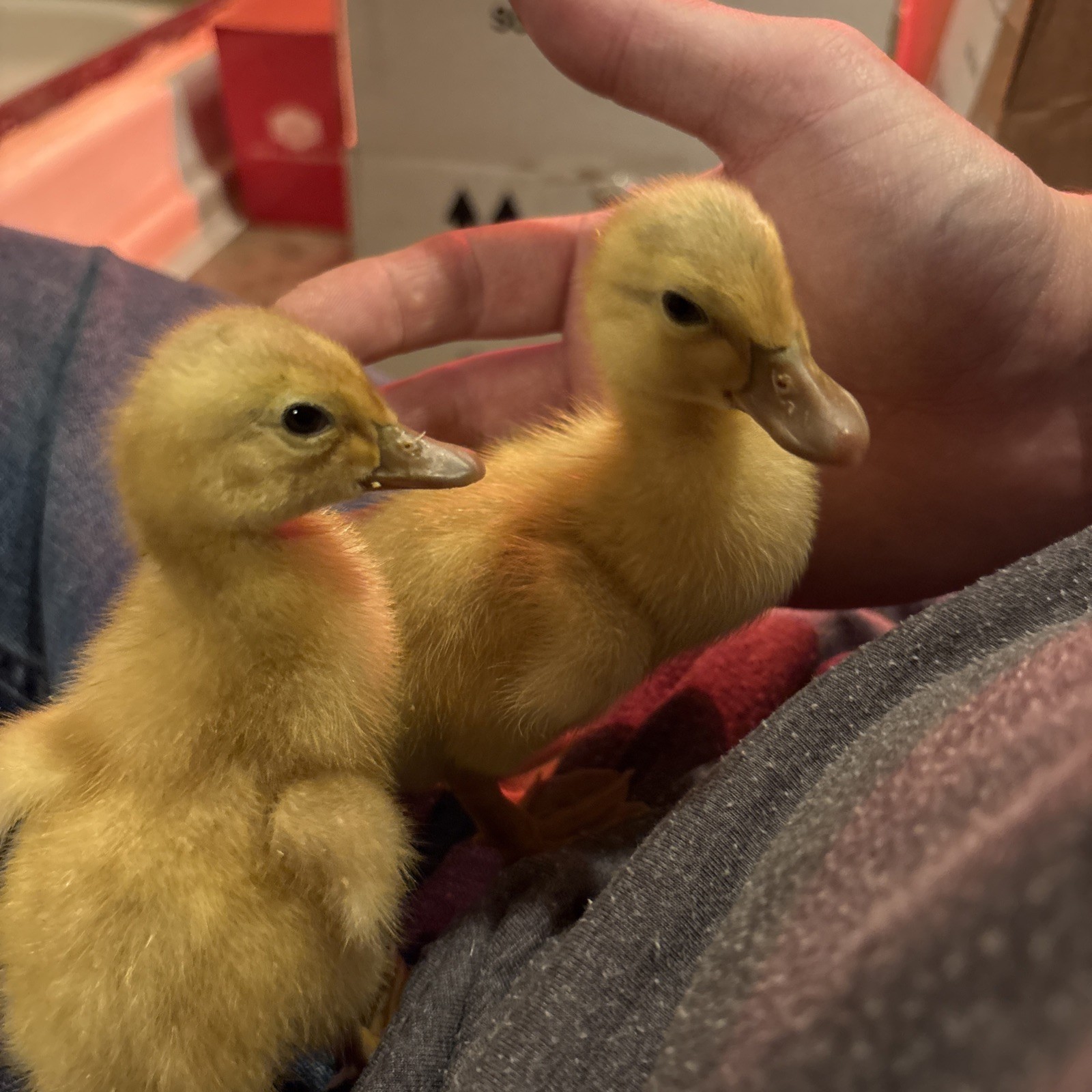 ⭐️Saxony Duck Hatching Eggs (Fertile!!) 6+ Ready To Ship!!