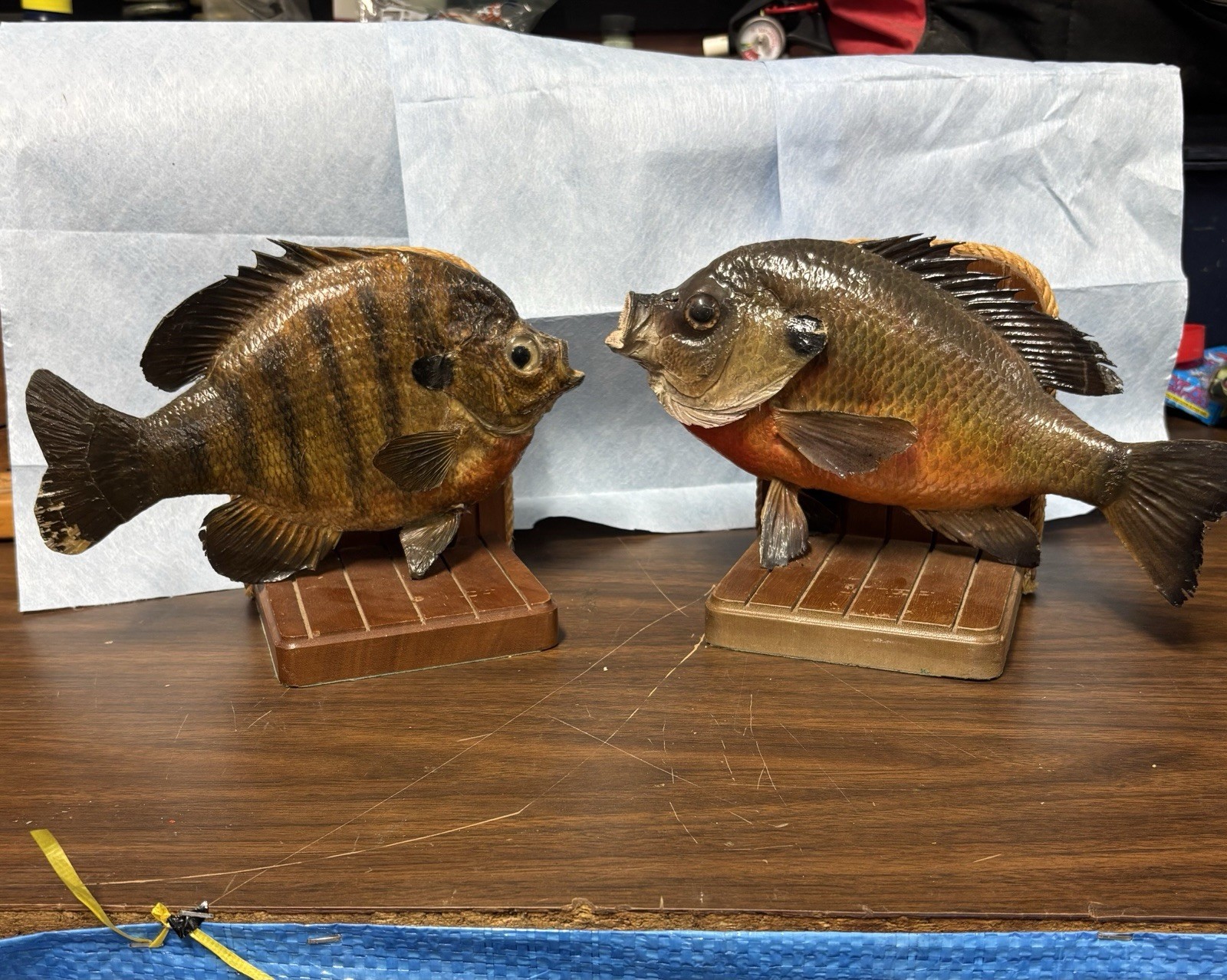 Bluegill Book Ends Fishing Decor