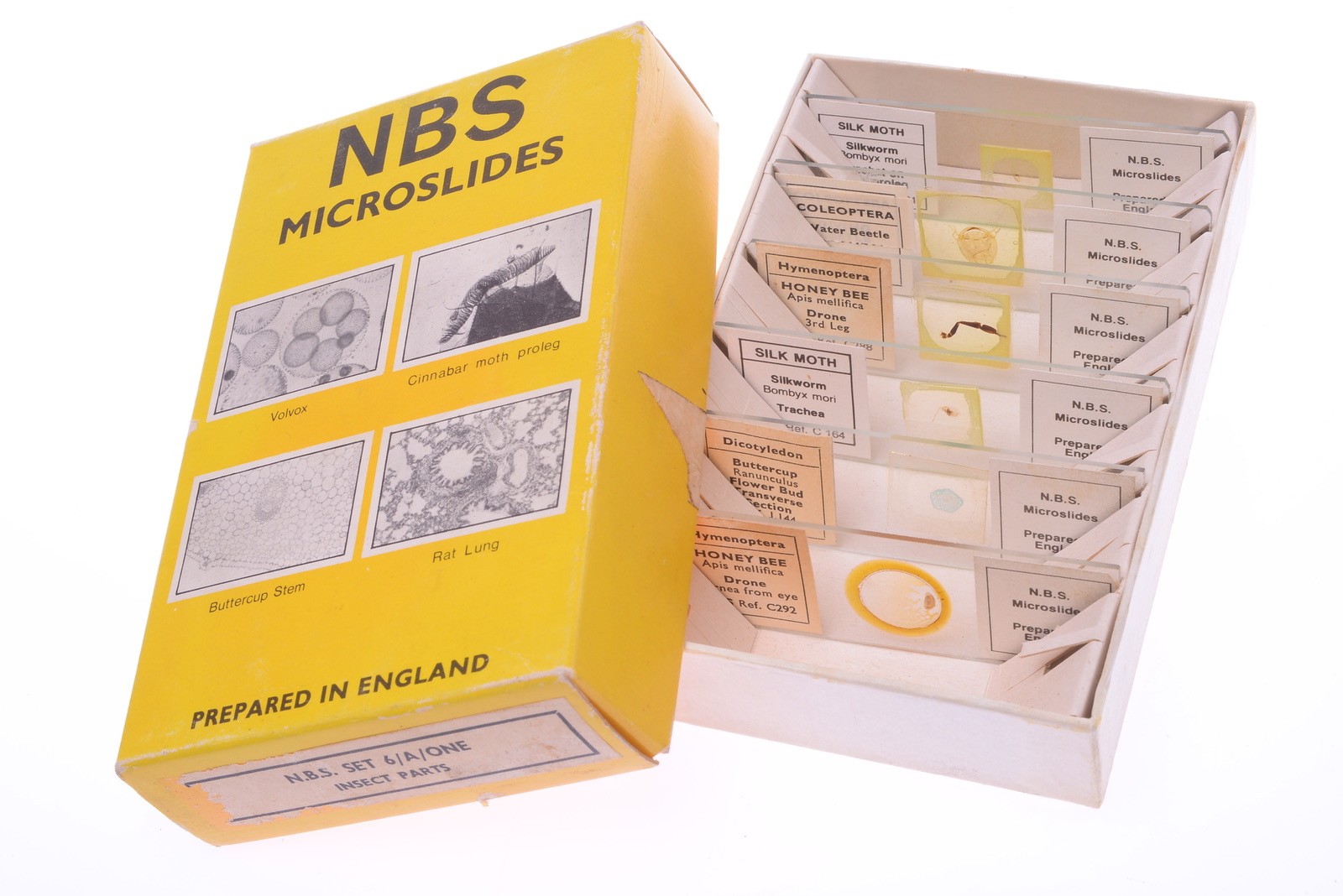 ✅ 6 NBS MICROSLIDES MICROSCOPE SPECIMEN SLIDES INSECTS PREPARED IN ENGLAND