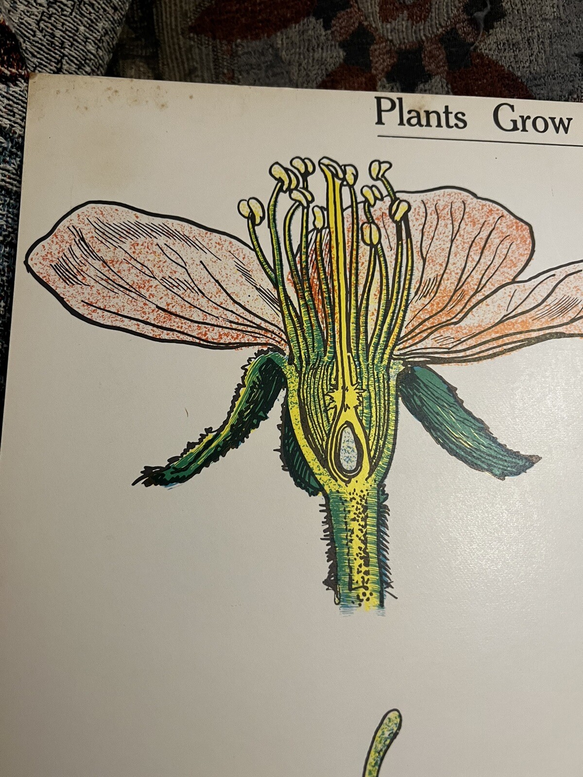 VINTAGE A.J. Nystrom Elementary science chart Plant growth chart 24 x18.5