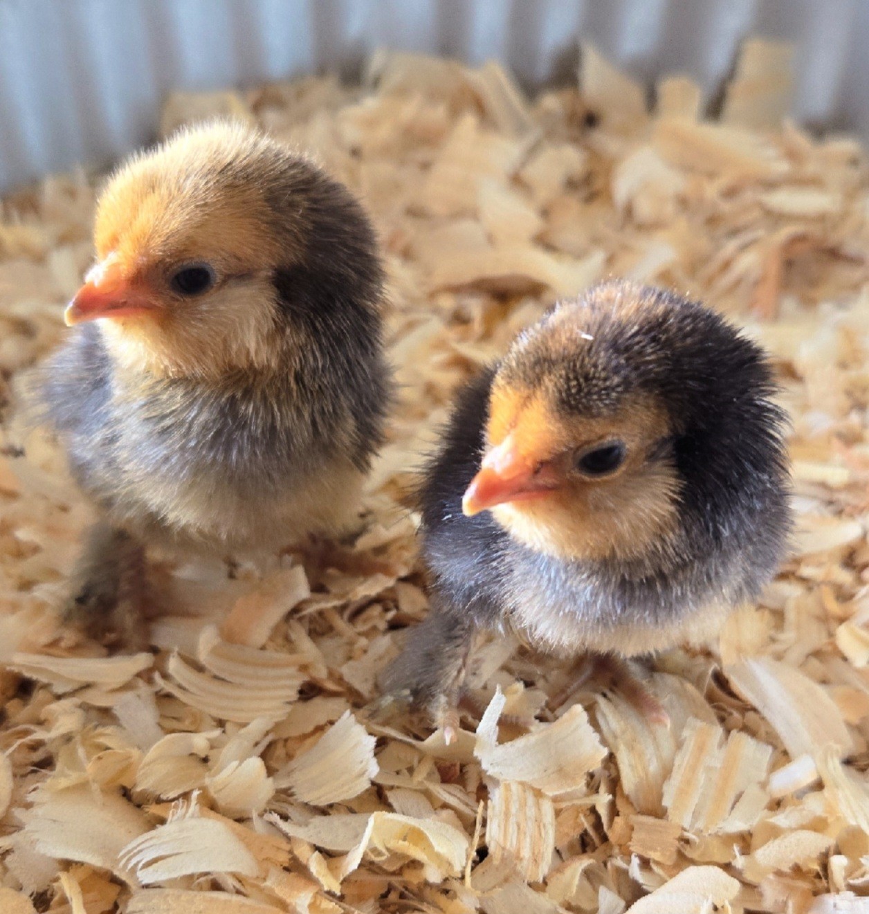 Belgian Bearded Mille Fleúr D'uccle Hatching Eggs (12+) NPIP Certified