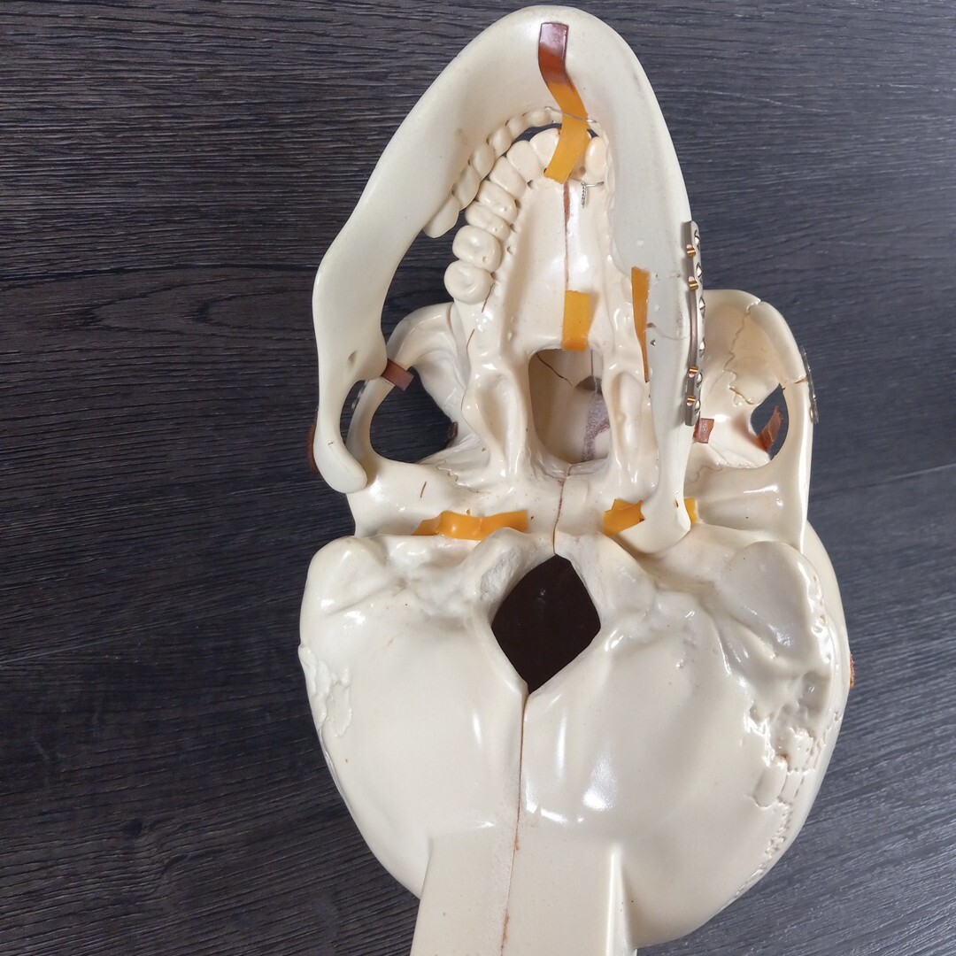 Vintage Sawbones Plastic Human Anatomy Skull