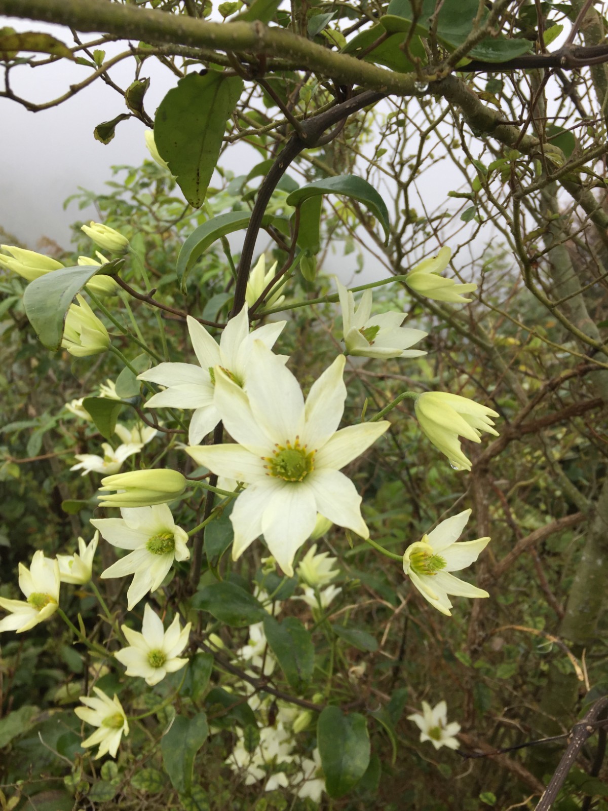 Clematis paniculata - 50 seeds - Puawhananga - germination tested
