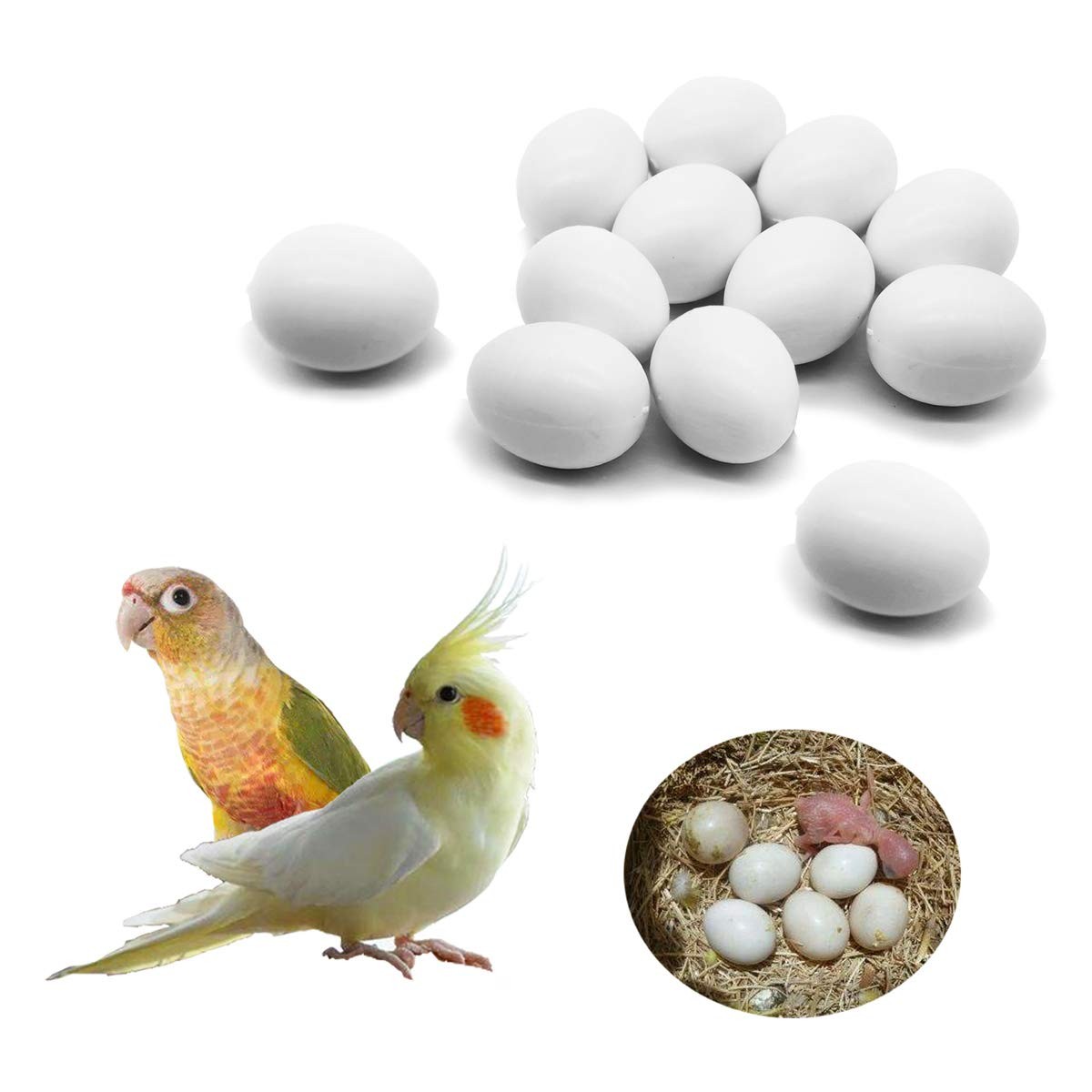 12 Pcs Solid Plastic Parrot Eggs for Birds - Trick Eggs
