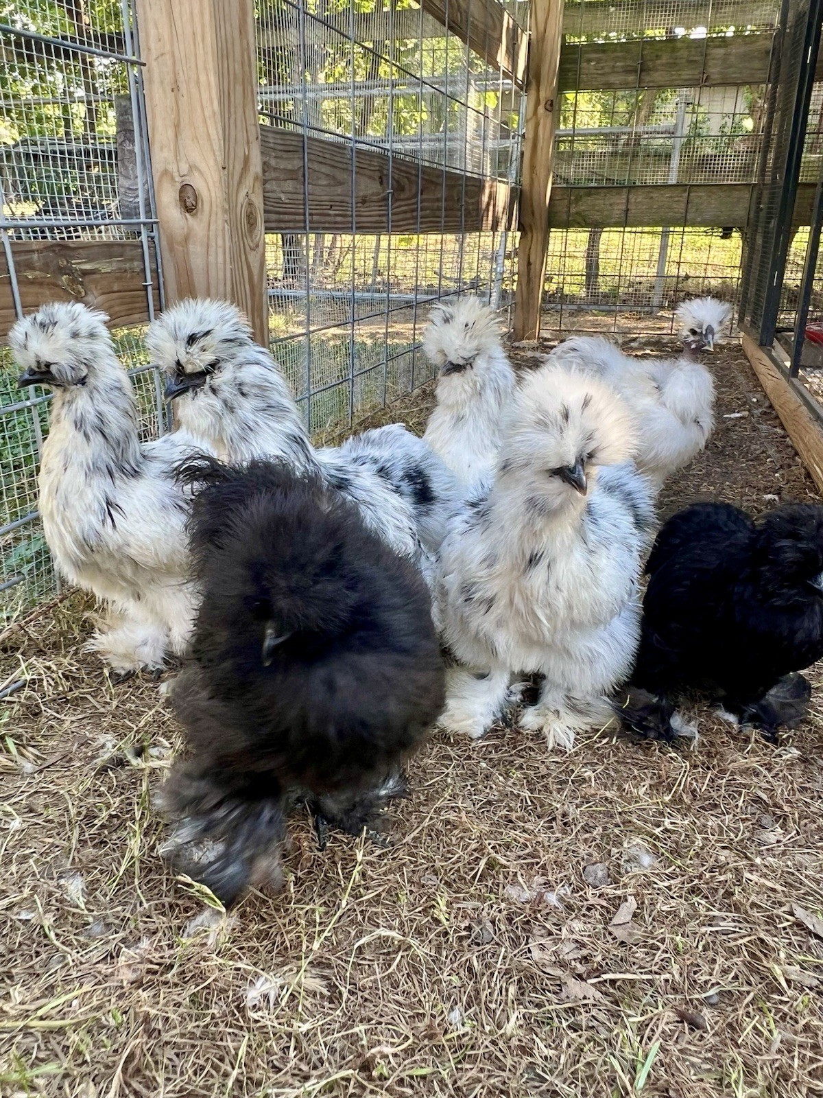 6+ Bearded Paint Silkie Hatching Eggs NPIP Certified Flock