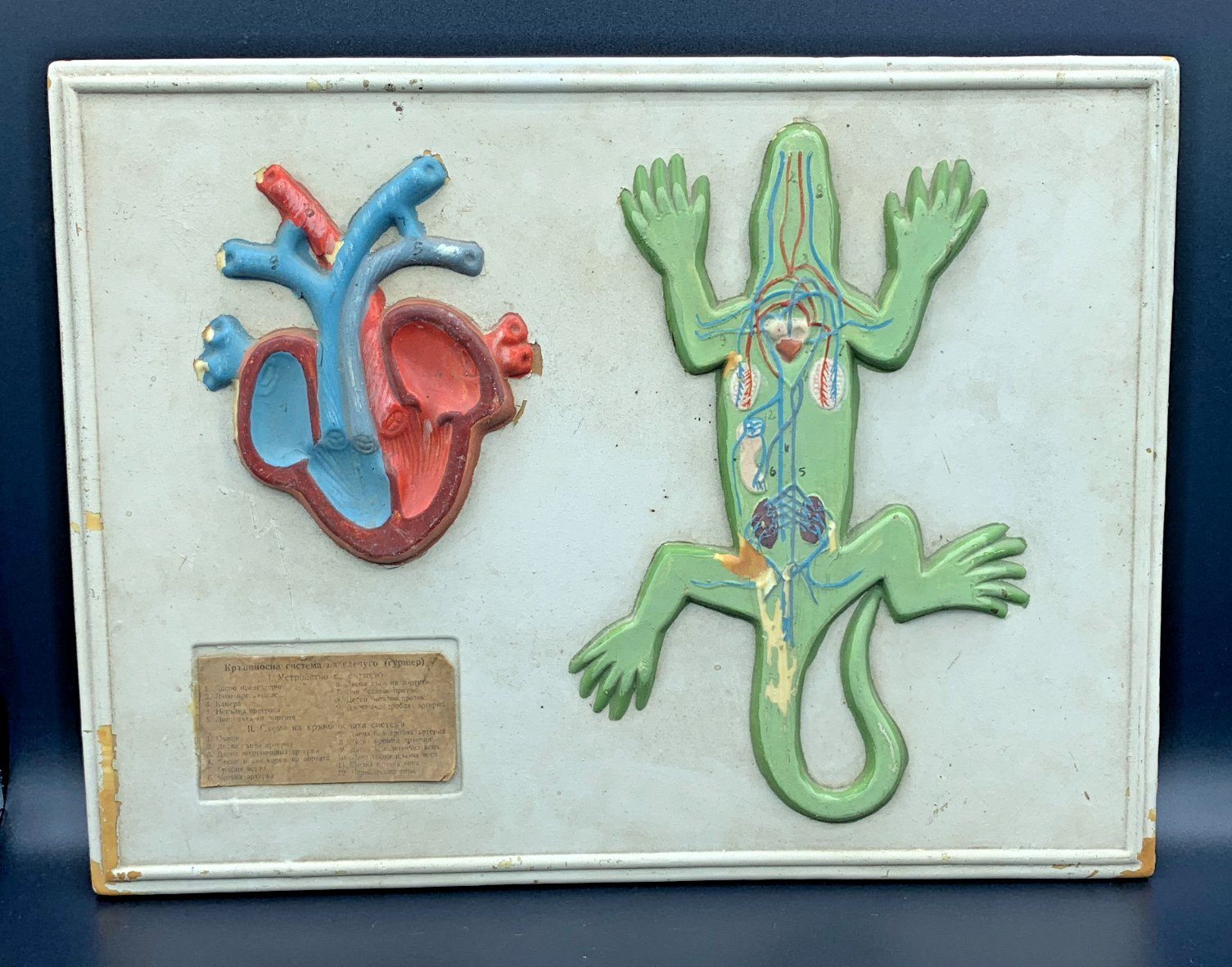 School Lab Educational Anatomical Model Plaque Lizard Circulatory System c.1960s