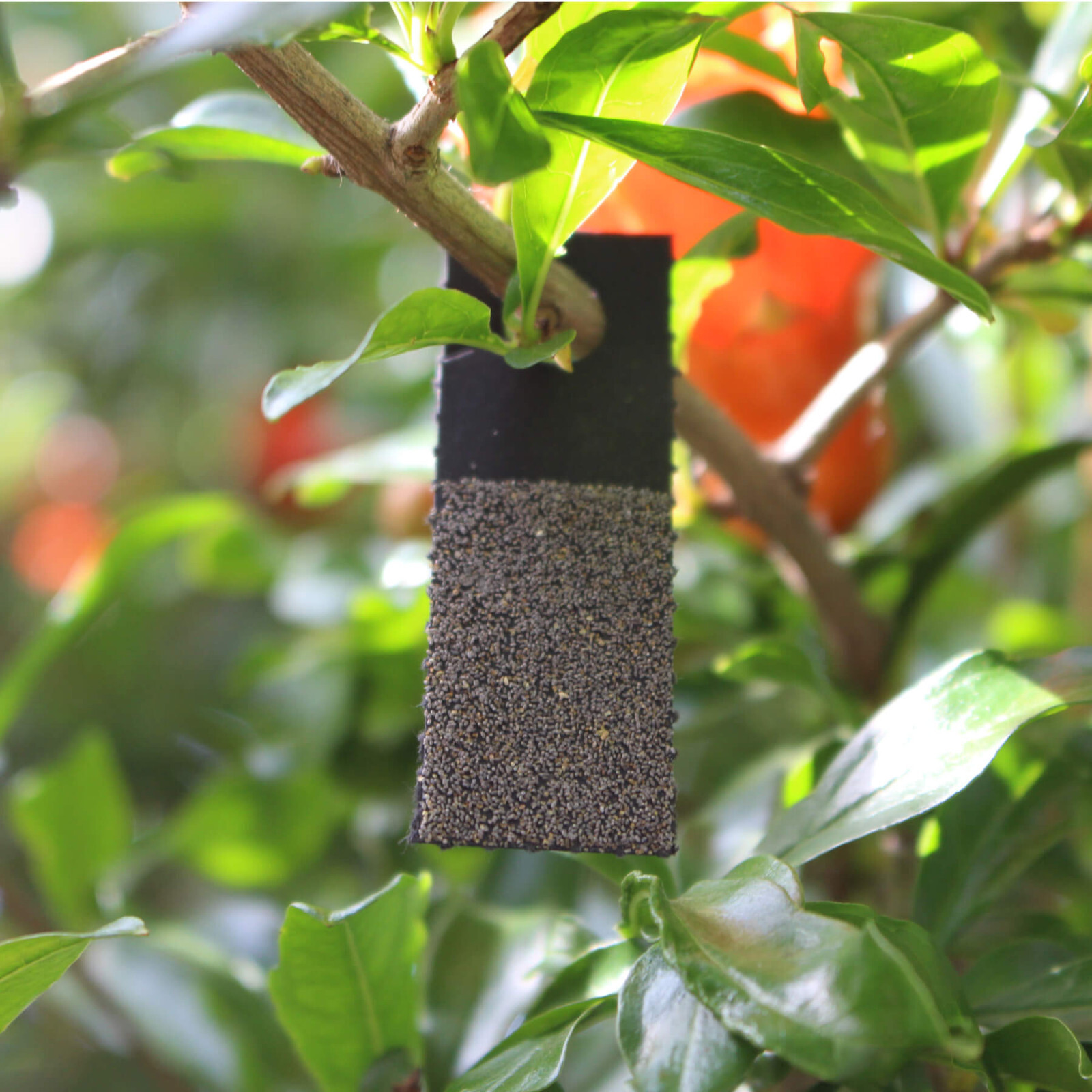 Bug Sales Caterpillar & Moth Exterminator- Trichogramma 30 Squares/ 100,000 Eggs