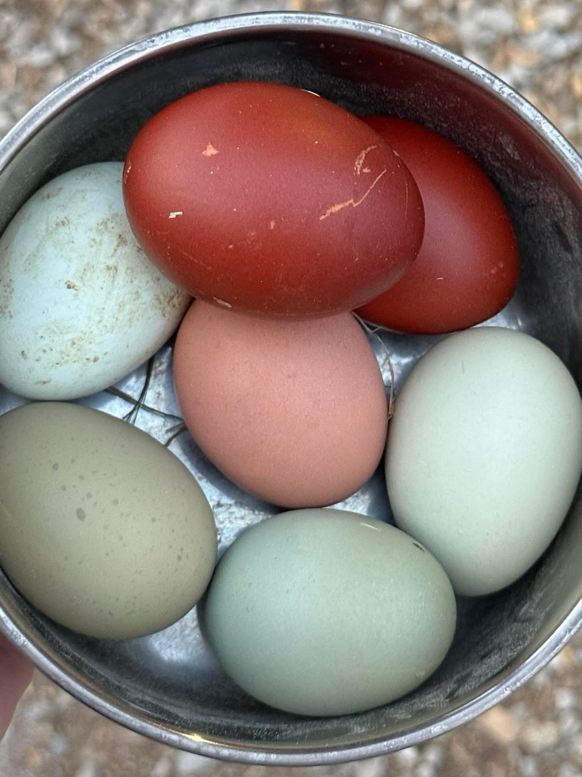 NPIP Certified F1 Olive Egger & Olive Egger Backcross Hatching Eggs – 1 Dozen