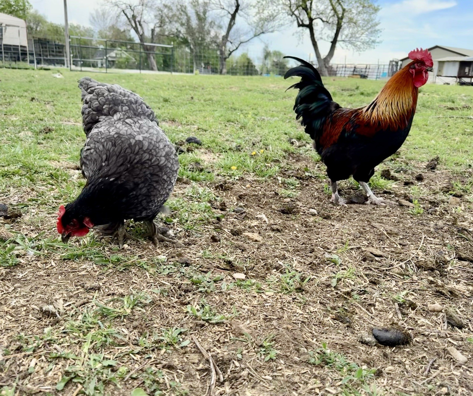 12+ Chicken Hatching Eggs Ameraucana, Easter/Olive Egger, Faverolles, Marans