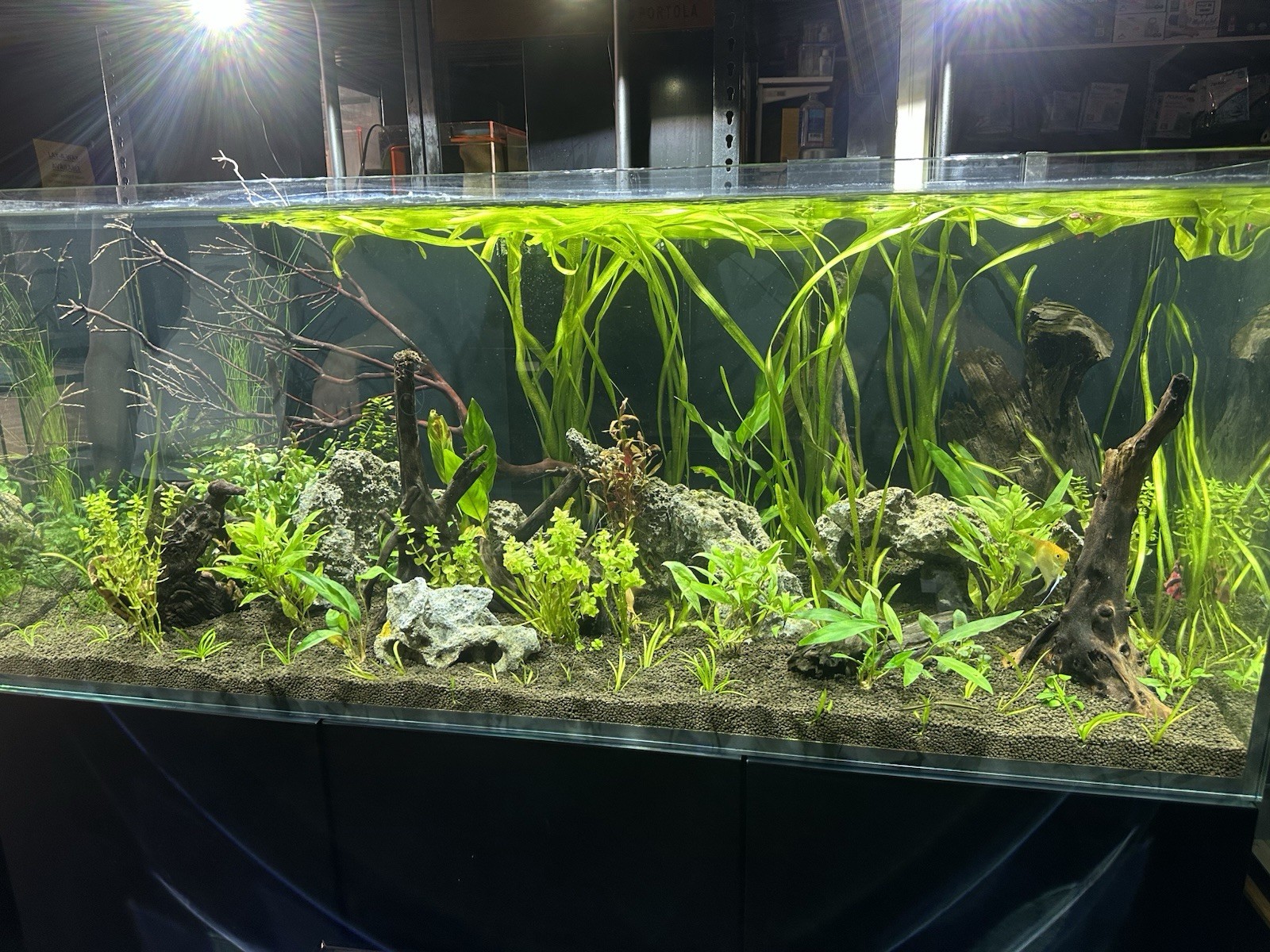20+ Jungle Val