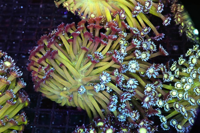 Green Goniopora Colony WYSIWYG - SAQ Coral Farm