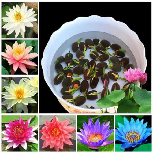 30x Seeds Lotus Mix Flowers Seed Hand-Picked Aquatic Plants Water Garden Lotus