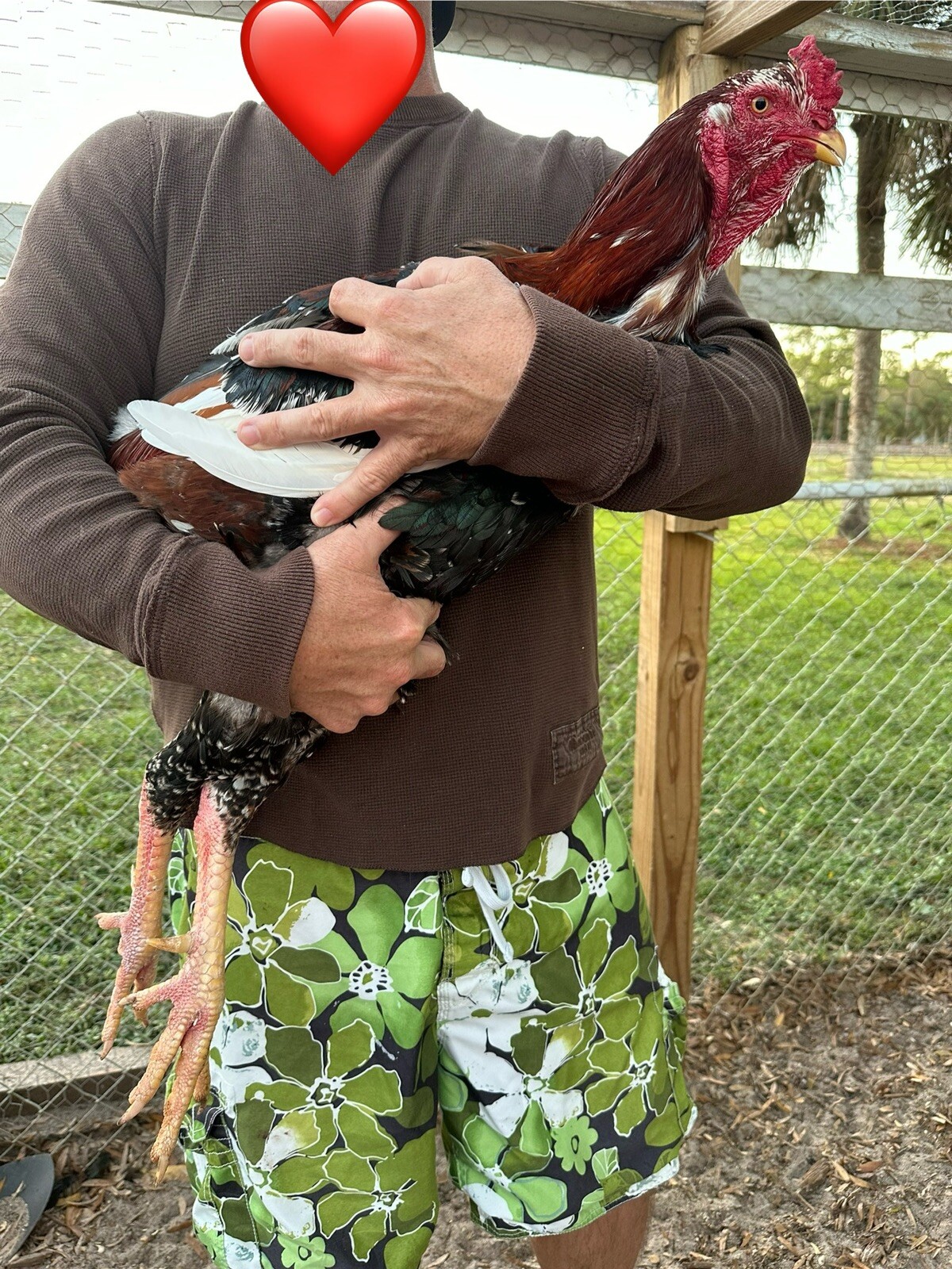 2 Indio Gigante hatching eggs Brazil. NPIP~ AI TALLEST CHICKEN BREED
