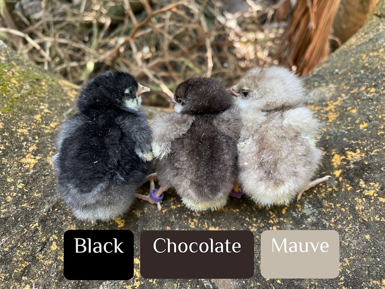 6 Chocolate Cuckoo Ameraucana Hatching Eggs - Half Dozen Shipped in Foam!