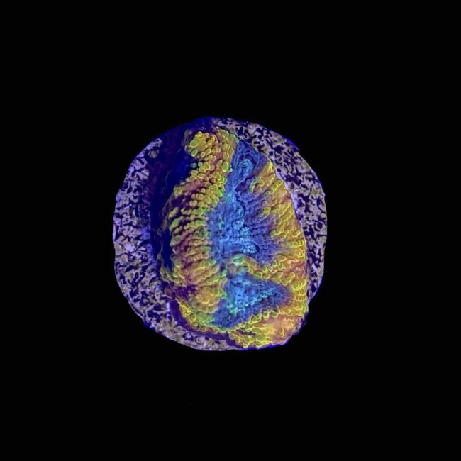Yellow Submarine Favia Coral (3/4" - 1") - SAQ Coral Farm