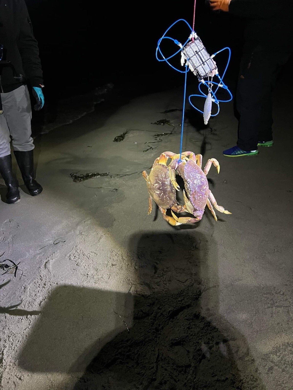 5 crab snares No Weight
