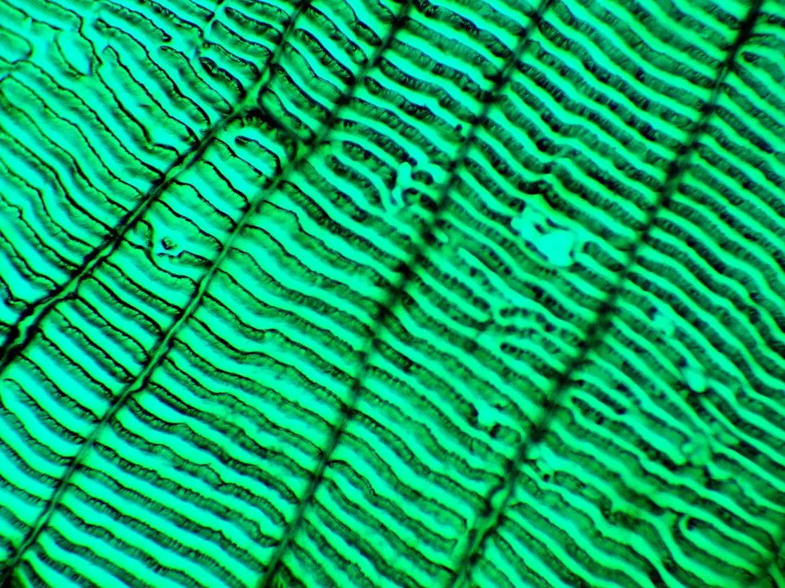 AmScope MU1803-HS Microscopy Camera/ Microscope trinocular mount camera