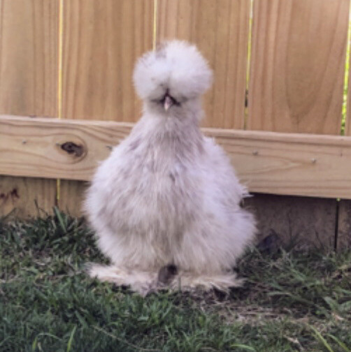 SHOW QUALITY 10 Silkie Chicken Hatching Eggs