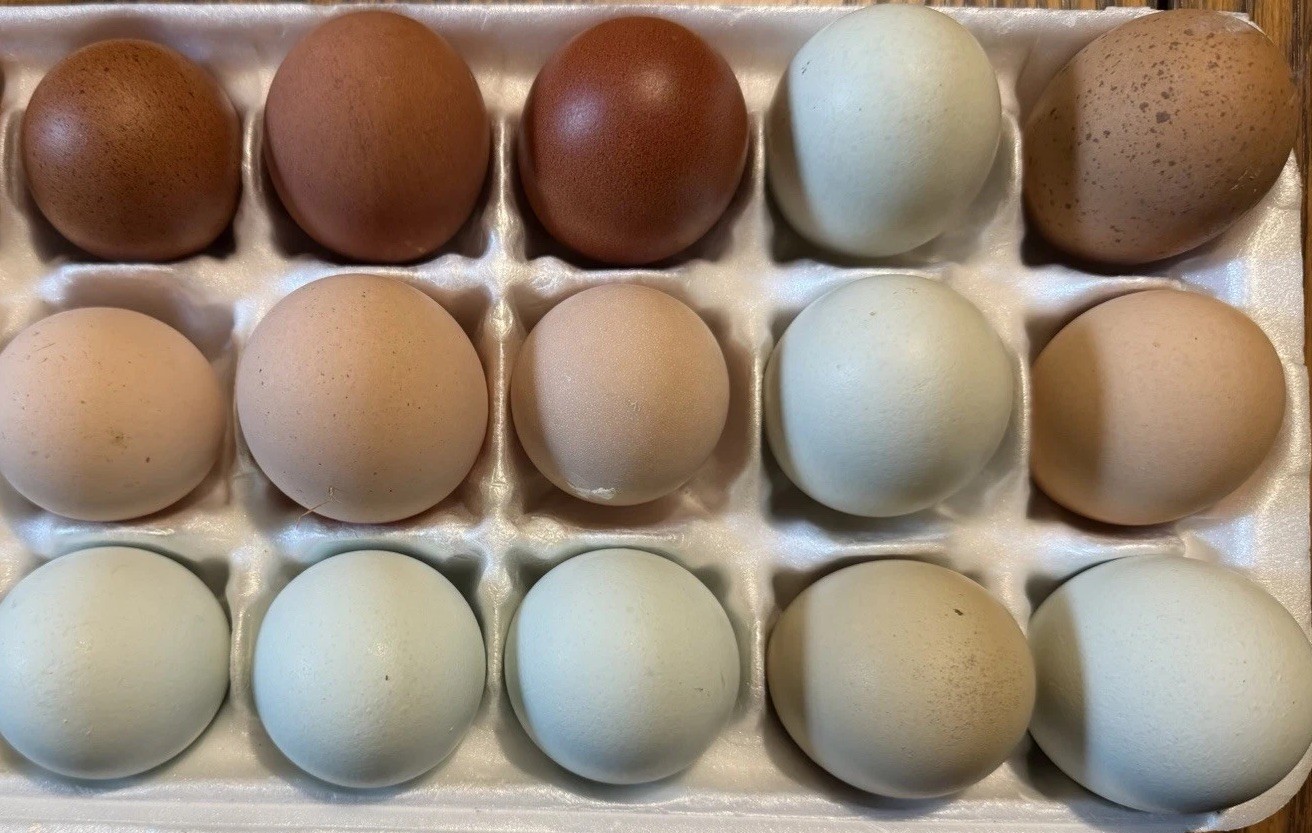 12+++ Hatching Eggs Sampler - Easter Egger + Pure Marans, Wyandotte, Ameraucana