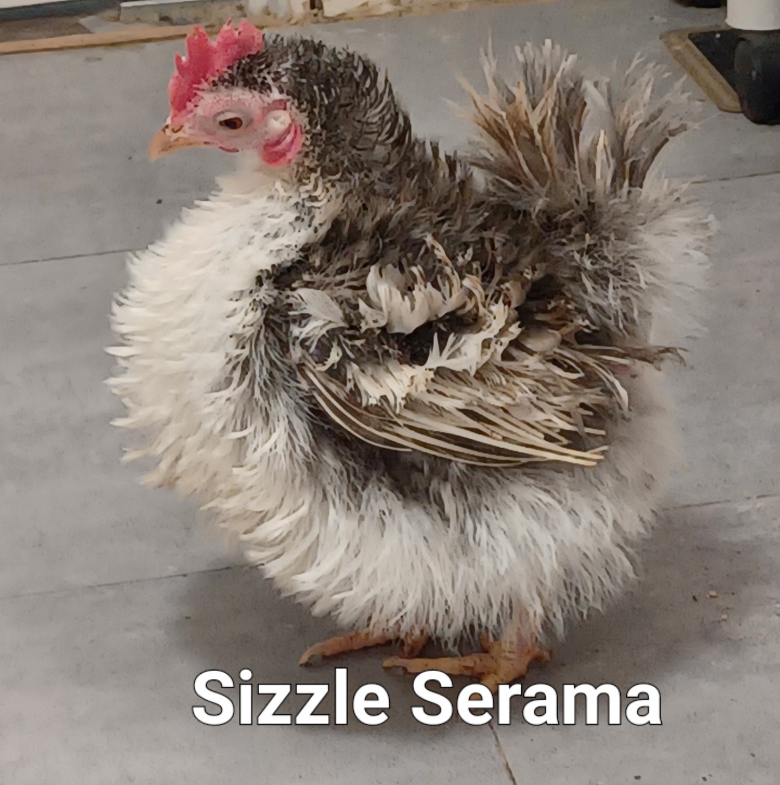 4+AI NPIP Clean Serama Hatching Eggs, Micro, A & B Types / Malay/Trad