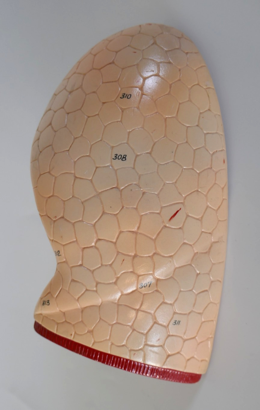 Denoyer Geppert anatomical model lung Replacement
