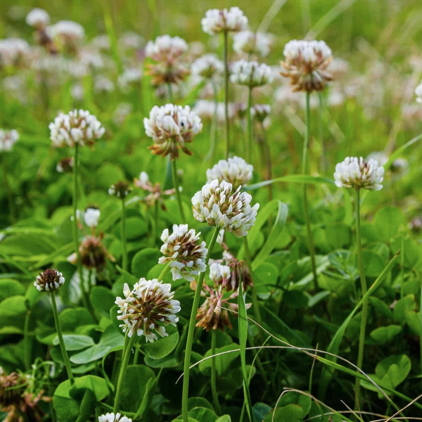 1000+ WHITE DUTCH CLOVER SEEDS - COVER CROP * PERENNIAL LEGUMES* Non-GMO USA