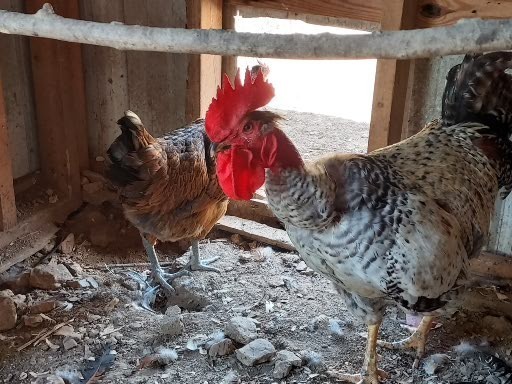 18 Purebred Naked Neck Turken Chicken Fertile Hatching Eggs