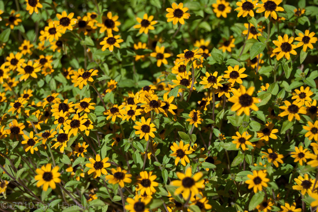 150- SEEDS - creeping zinnia - LOW GROUNDCOVER- GroCo USA- BUY ANY 15-SHIPS FREE