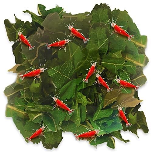 JOR Dried Shrimp Mulberry Leaves, 2 oz. Water 2.1 Ounce (Pack of 1)