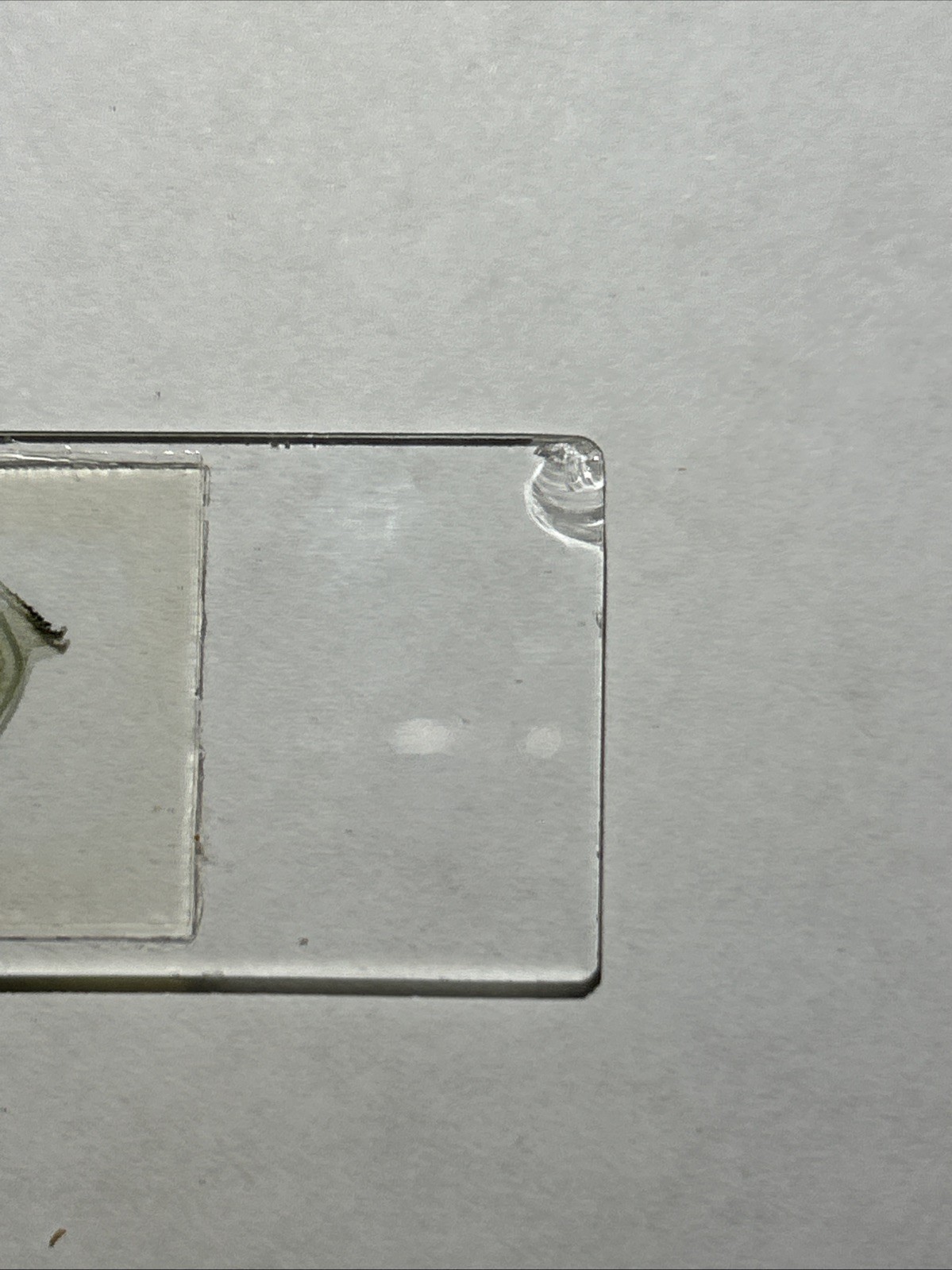 Turtox Pinus, free proembryonic nuclei, B6.362; 1 Microscope Slide