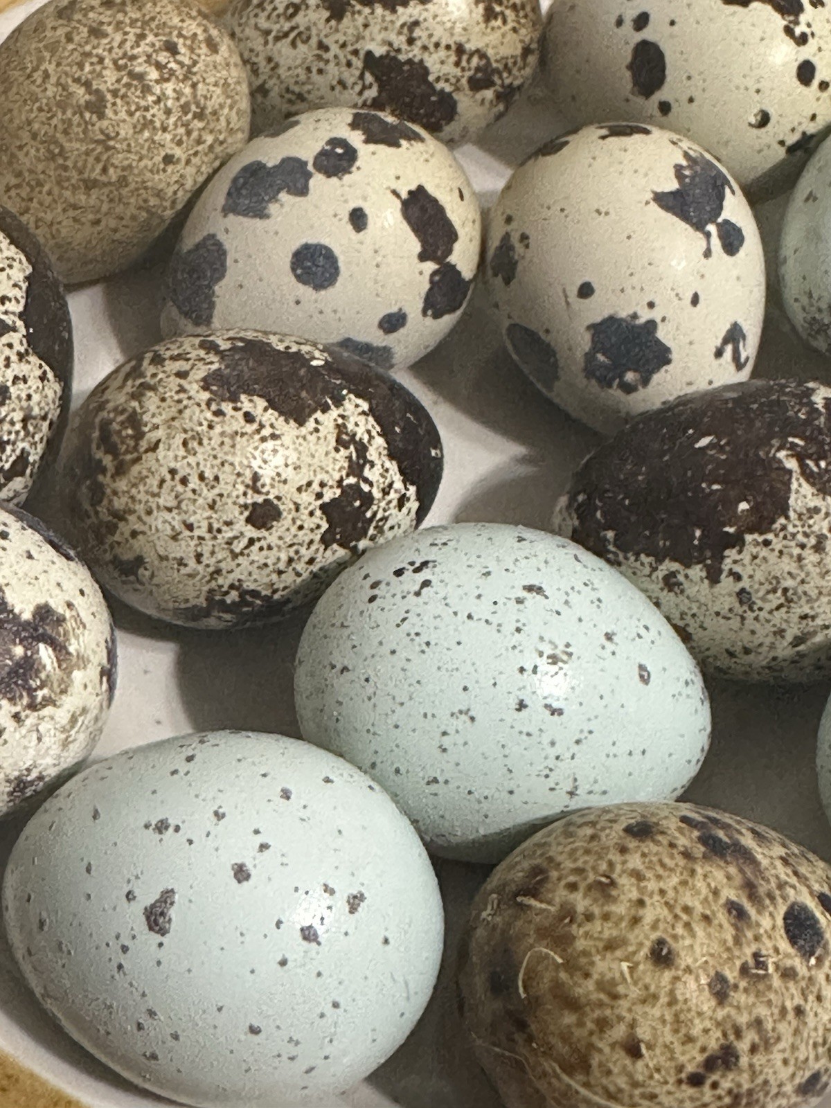 18 Assorted Rare/Celadon Blue Mix Coturnix Quail Hatching Eggs