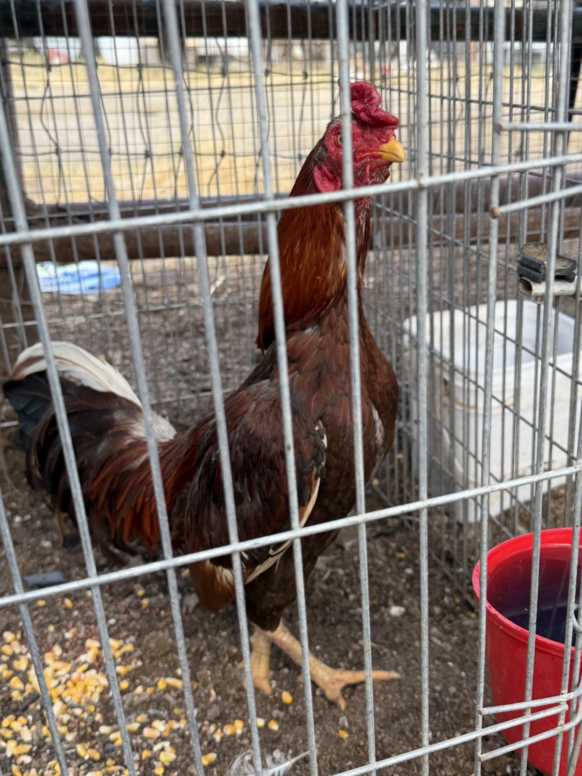 6 Hatching Eggs Show