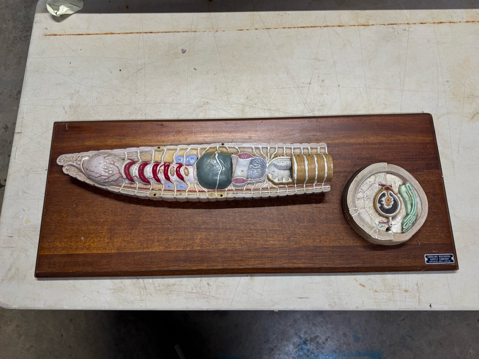 Vintage Carolina Biological Supply Company Earthworm Anatomy Model Display