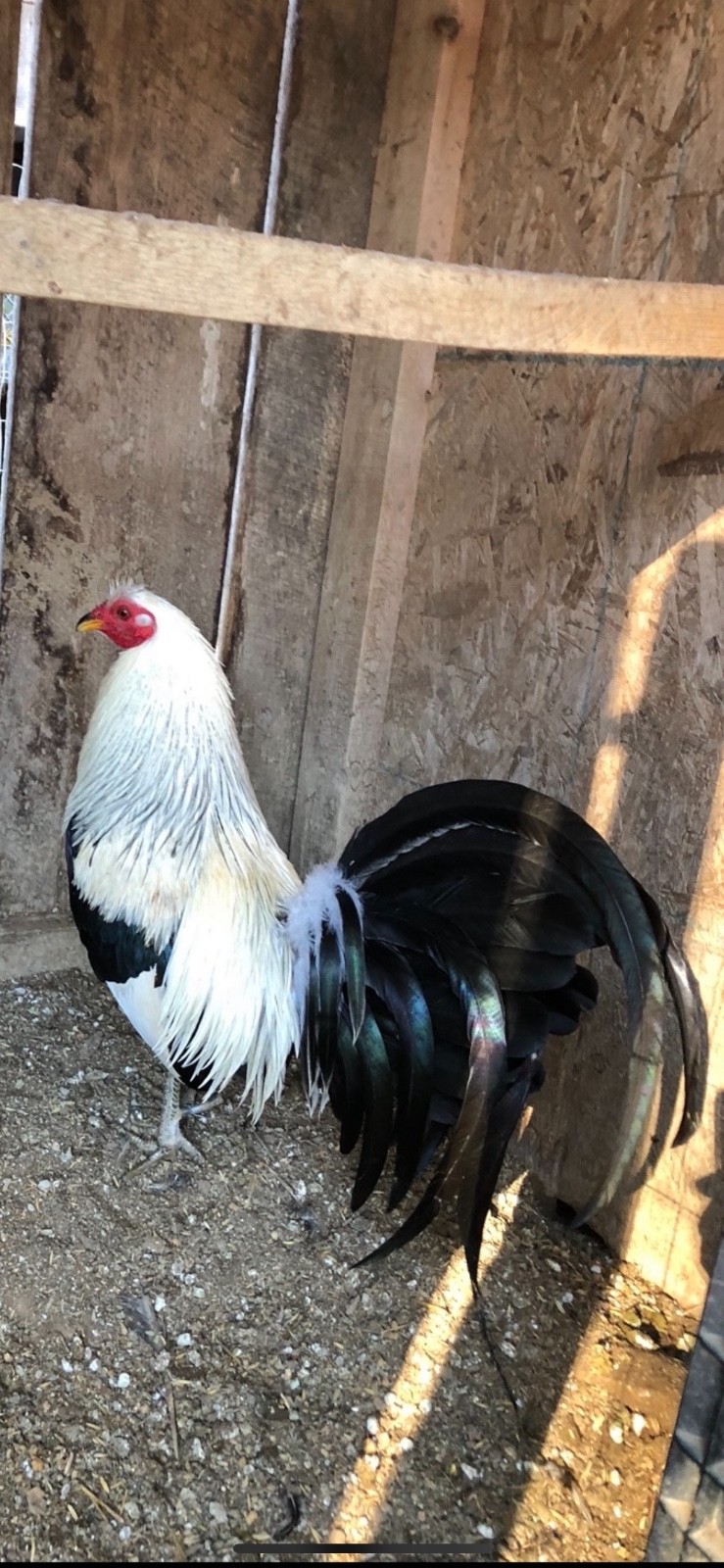 hatching eggs bennett greys