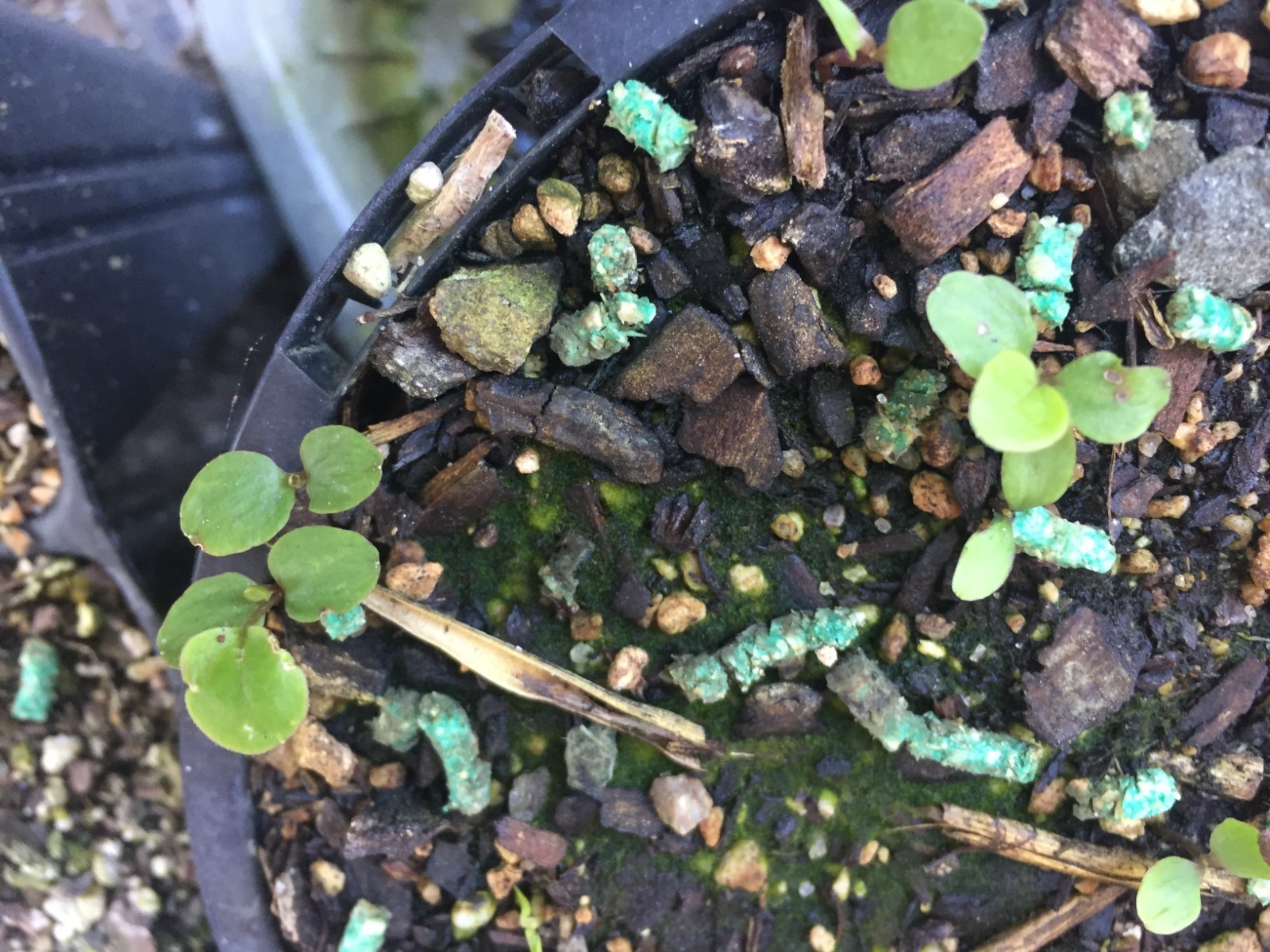 Clematis paniculata - 50 seeds - Puawhananga - germination tested