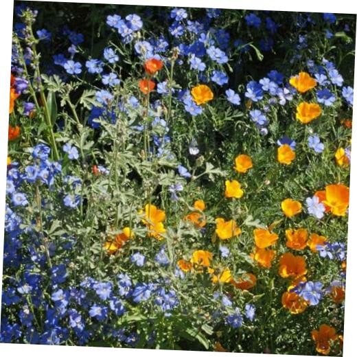Native Western Xeriscape Flower Seed Mix, 1oz, 16 Drought Tolerant Wild