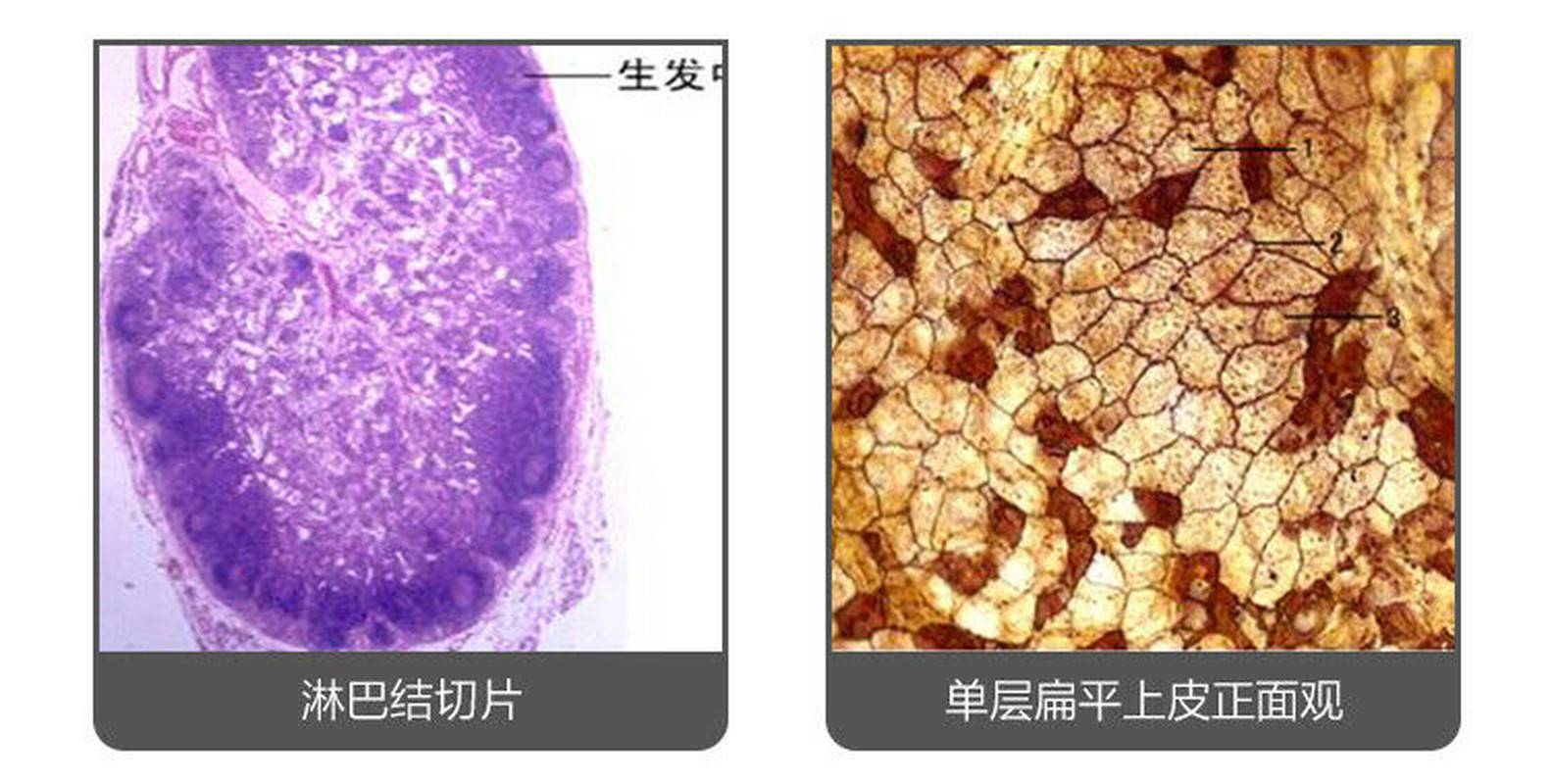 100PCS Mammal Tissue Sections Slides Prepared Specimen for Microscope Slides