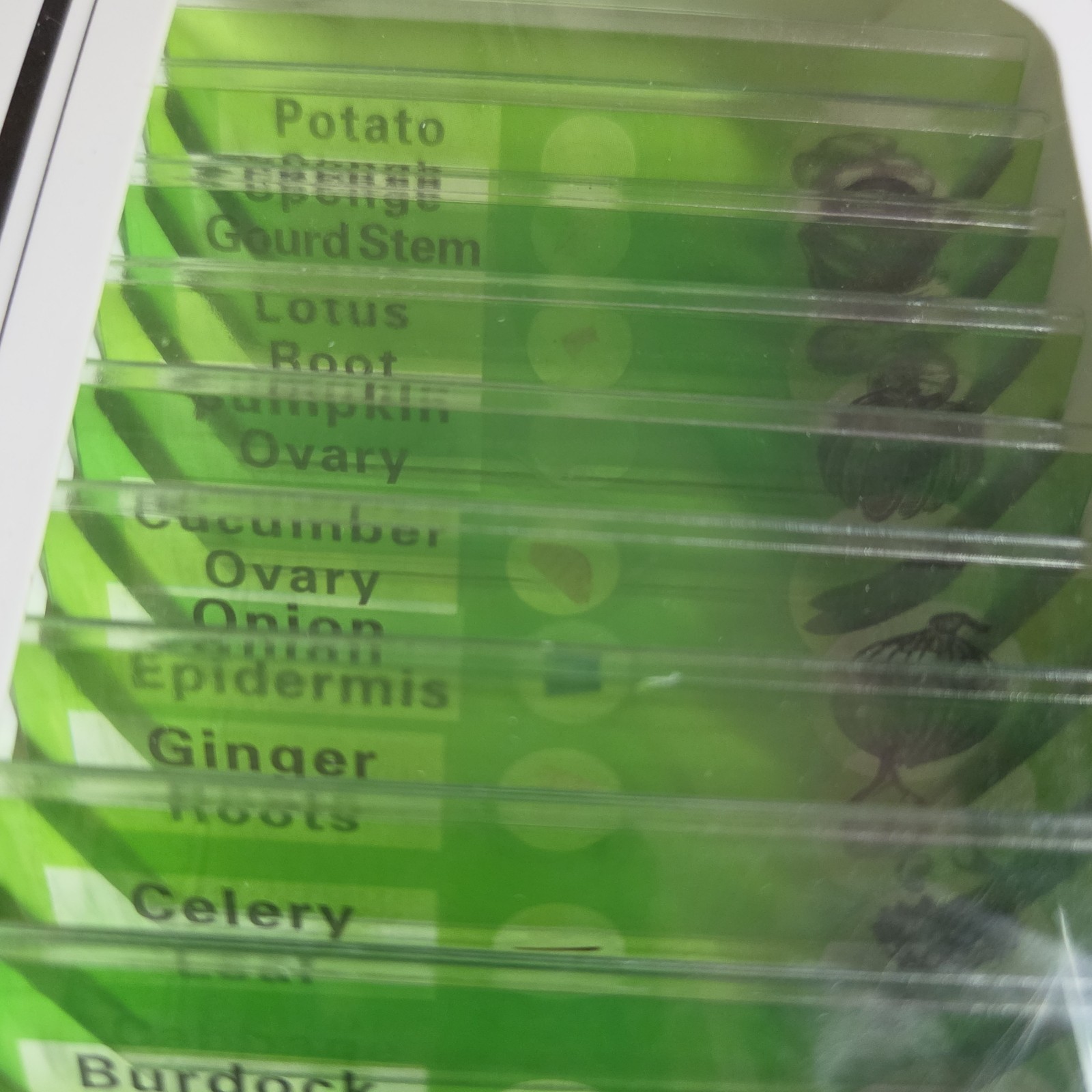 12 Prepared Microscope Slides Plant Cellular Structures