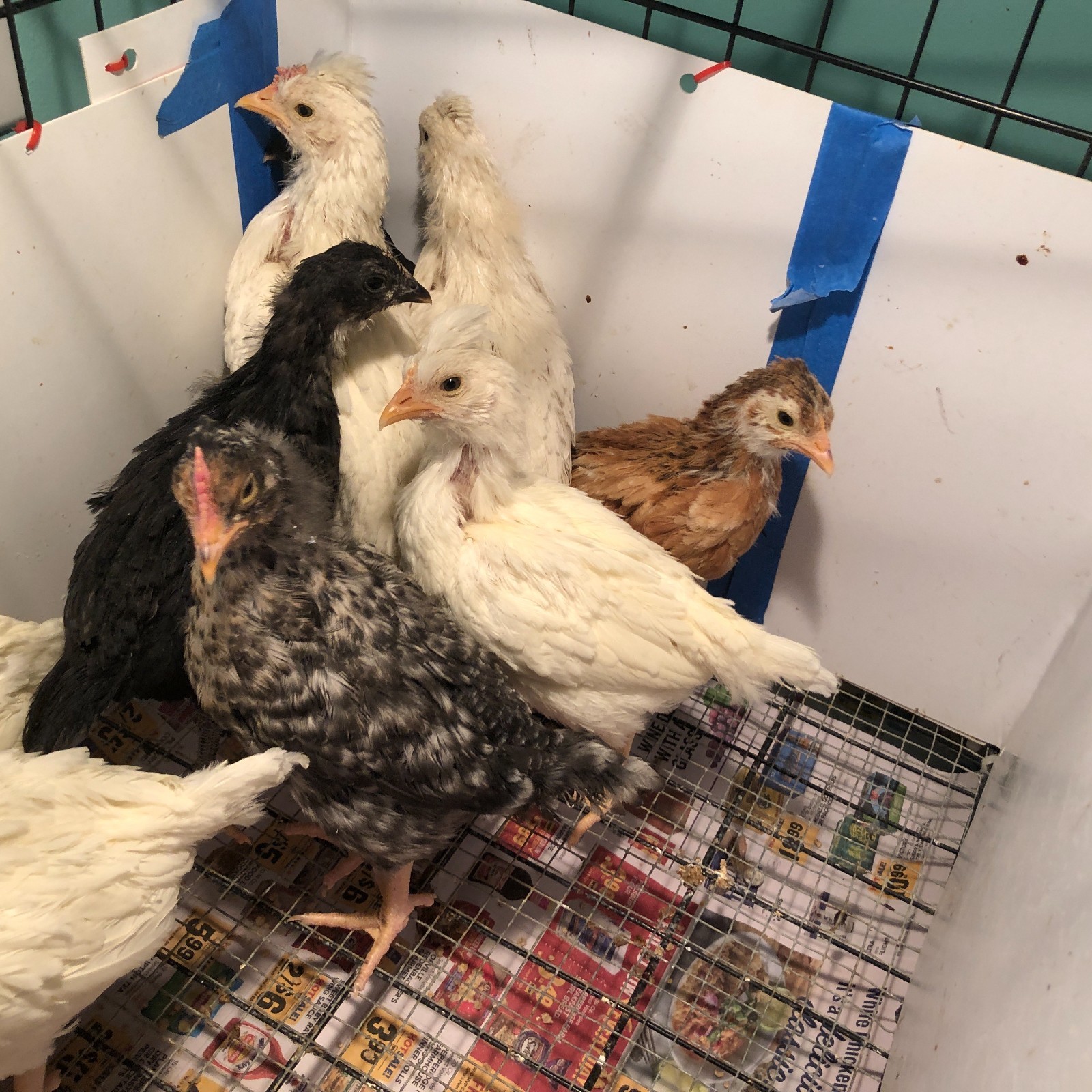 11+ Fertile Chicken Hatching Eggs BarnyardMix/Crested/Easter/Rare Breed Possible