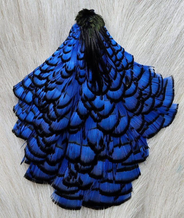 Lady Amherst Cape. Fly Tying Feather. Color; Blue.. Grade "AA"
