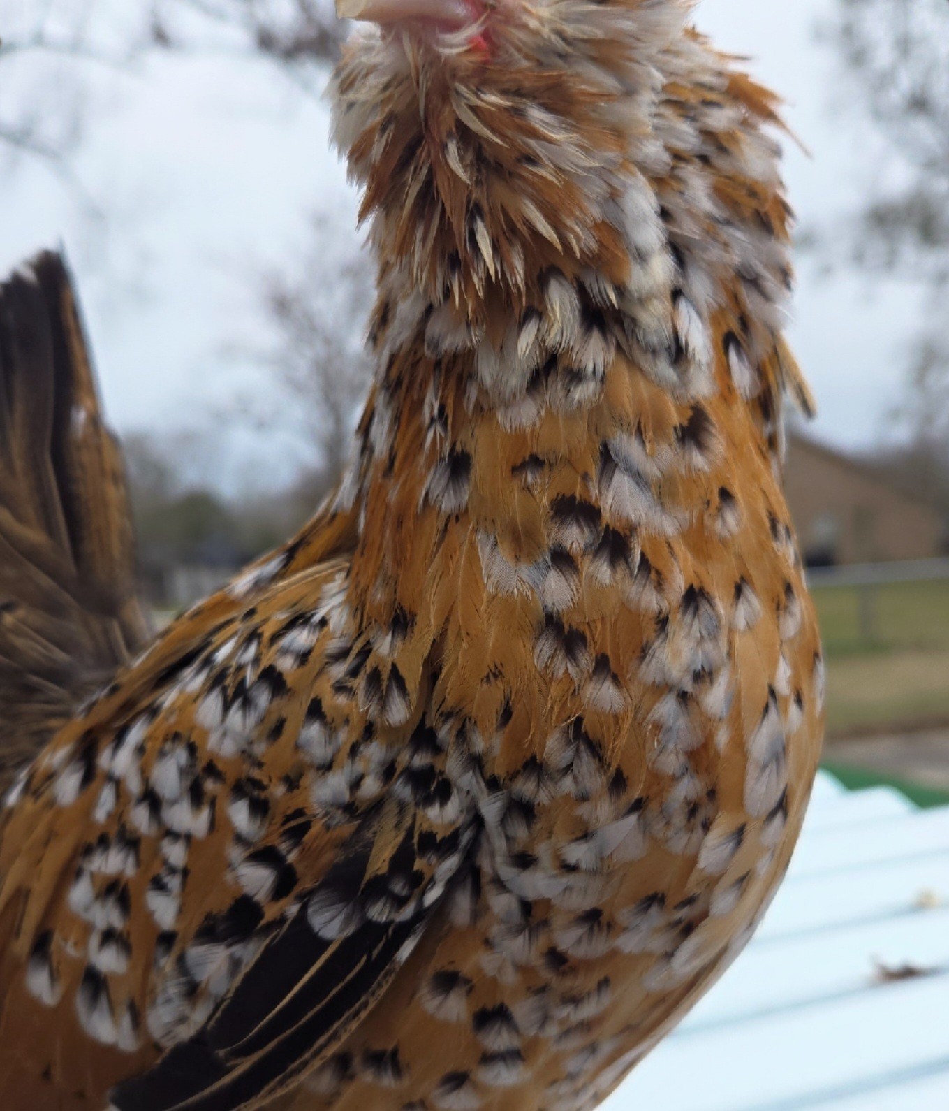 Belgian Bearded Mille Fleúr D'uccle Hatching Eggs (12+) NPIP Certified