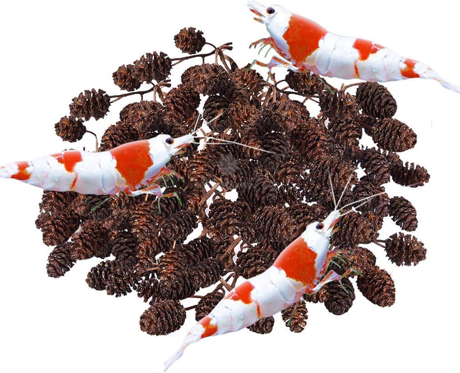 SunGrow Alder Cones for Shrimps, Water Conditioner 50 Pcs, Brown