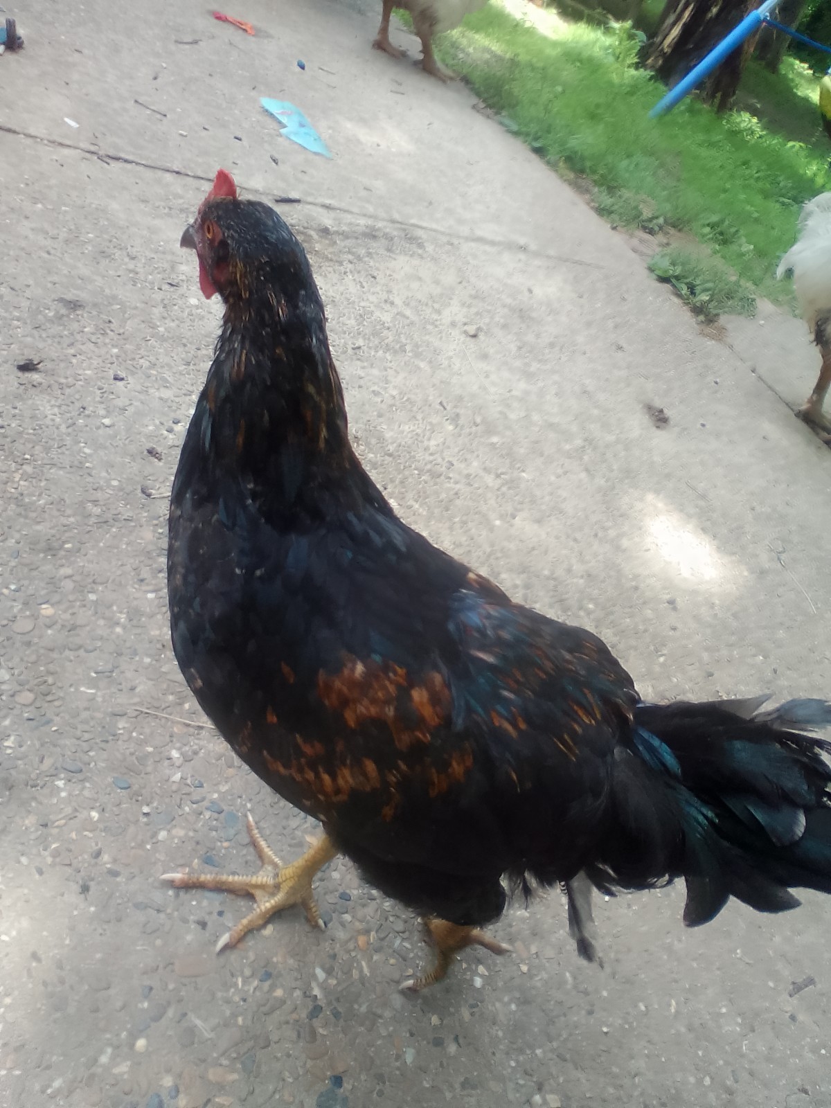 F1 North American Pita Pinta hatching eggs.