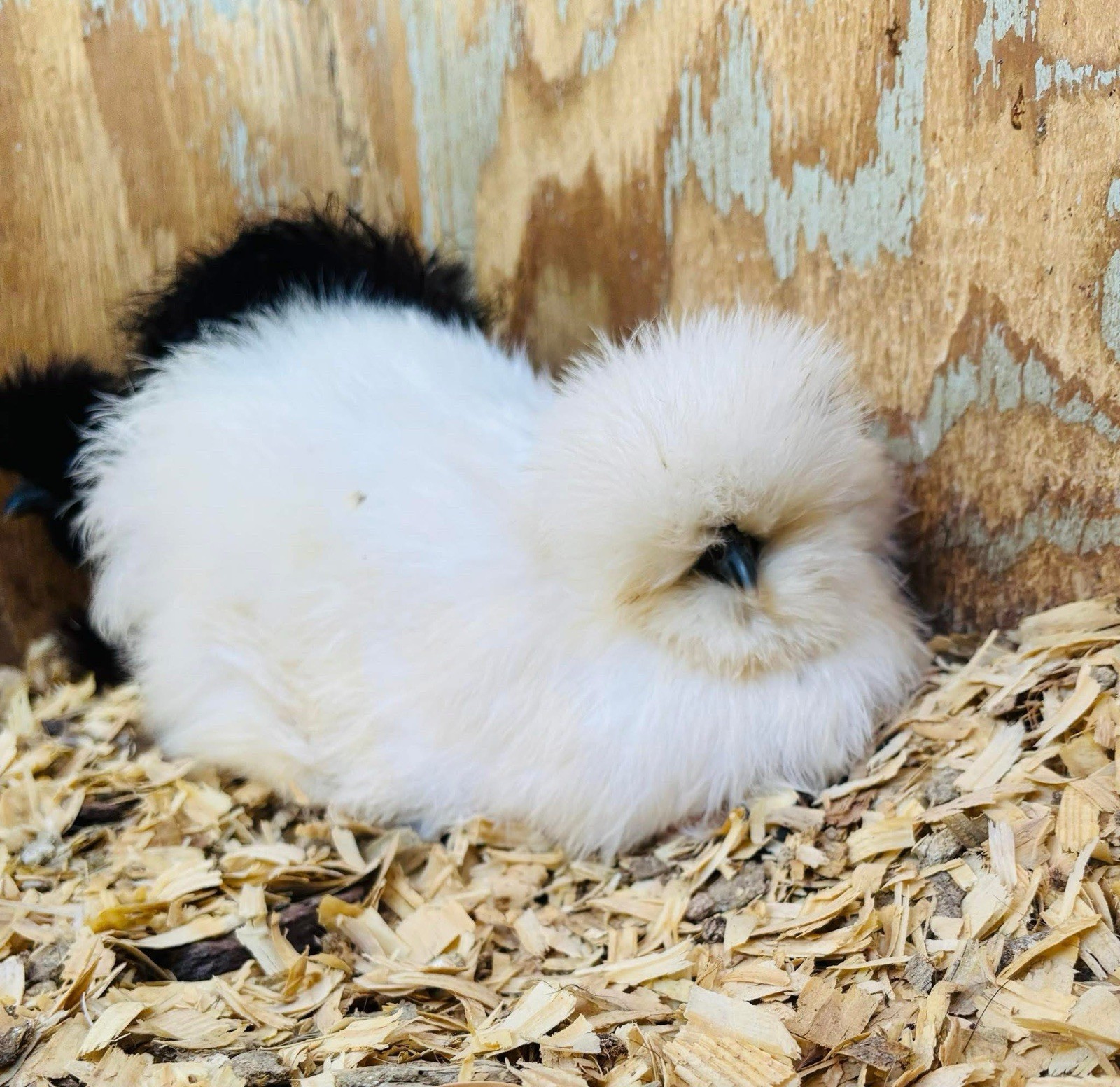 Show Quality Potential Silkie Hatching Eggs  - Chicken