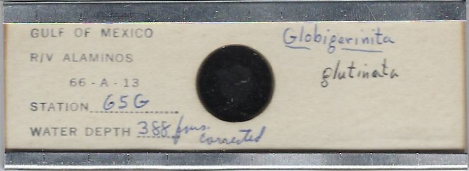 Foraminifera Globigerinita glutinata Microfossil Microscope Slide