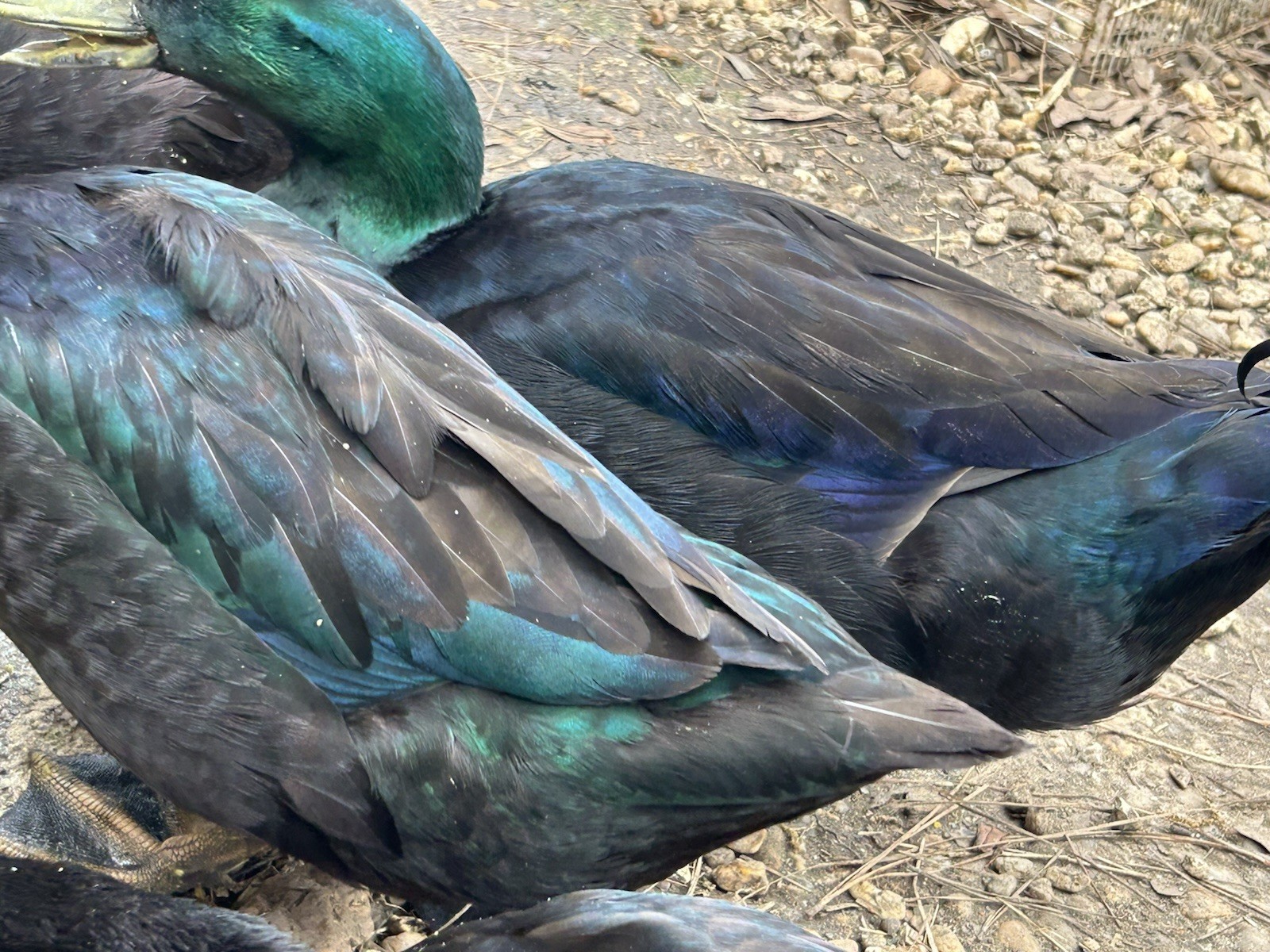 Cayuga Duck Eggs 10+2